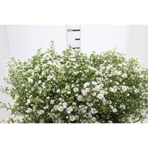 ASTER BRANCO 070 CM