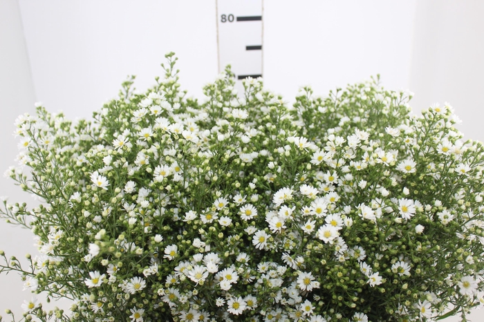 <h4>ASTER BRANCO 070 CM</h4>