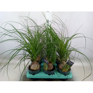 Beaucarnea recurvata