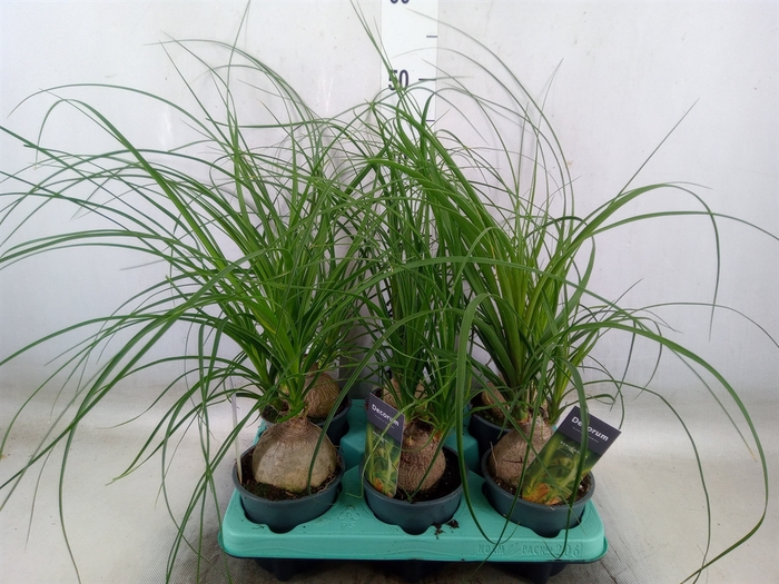 <h4>Beaucarnea recurvata</h4>