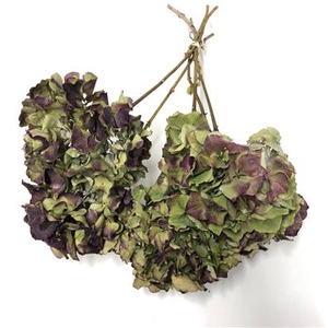 DROOG HYDRANGEA BORD