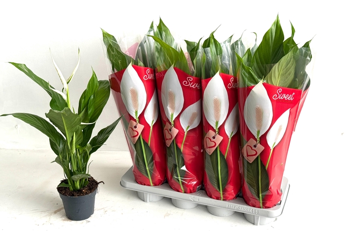 <h4>SPATH SWEET BENITO</h4>