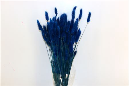 Dried Lagurus Dark Blue Bunch