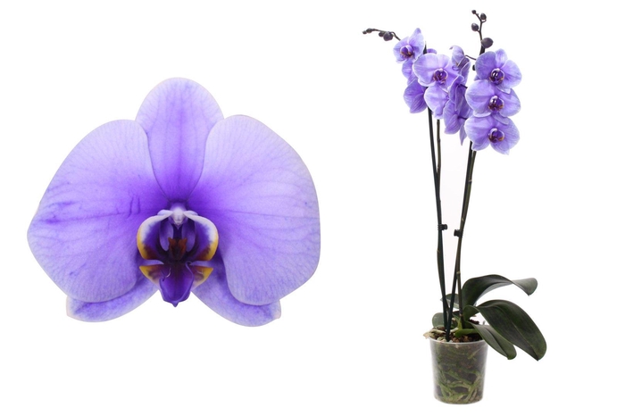 <h4>Phal I Am Purple 2T12+</h4>