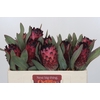 Protea Barbigera Ruby Princess