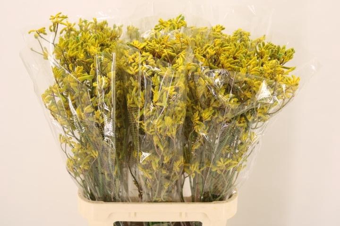 <h4>ANIGOZ YELLOW GEM</h4>