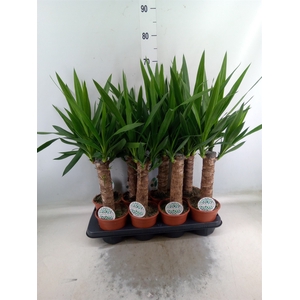 Yucca