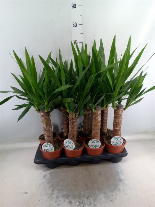<h4>Yucca</h4>