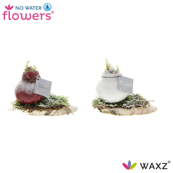 <h4>No Water Flowers Waxz® on Wood Snow</h4>