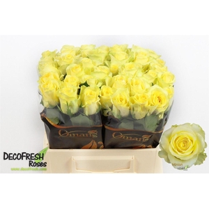 R Gr Minion Rose