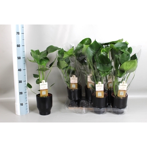MONSTERA DELICIOSA