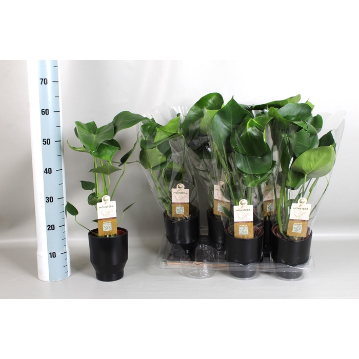 <h4>MONSTERA DELICIOSA</h4>