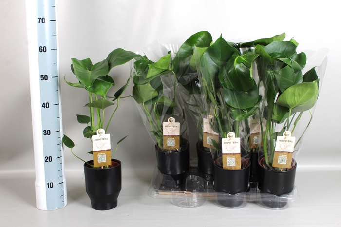 MONSTERA DELICIOSA