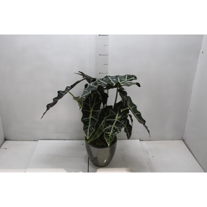 COQ. PLANTAS ORN. T5