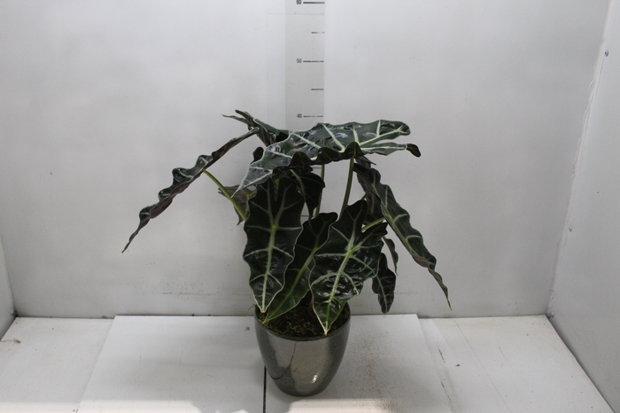 <h4>COQ. PLANTAS ORN. T5</h4>