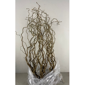 Corylus (1-Jarig)