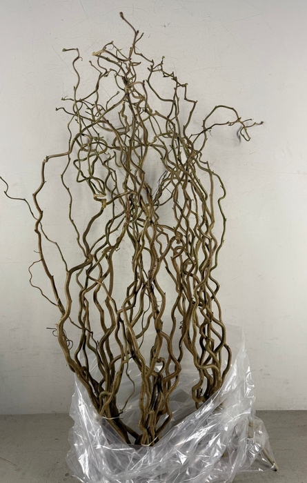 <h4>Corylus (1-Jarig)</h4>