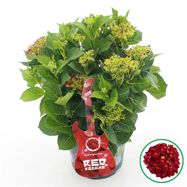 <h4>Hydrangea macr. Music Collection® 'Red Reggae'® C5 (23cm.) Kn.</h4>
