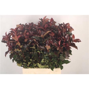Photinia Magic Volcano