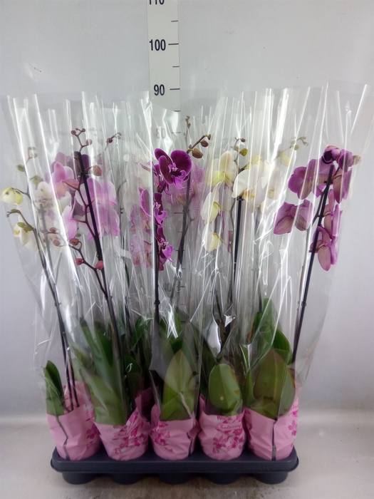 <h4>Phalaenopsis   ...mix  5</h4>