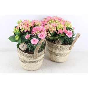 arr4 Outdoor PL - Hort. roze mand streep oor x3