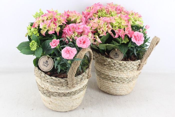 <h4>arr4 Outdoor PL - Hort. roze mand streep oor x3</h4>