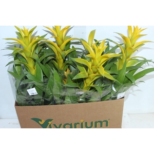 GUZMANIA AMARELA P14