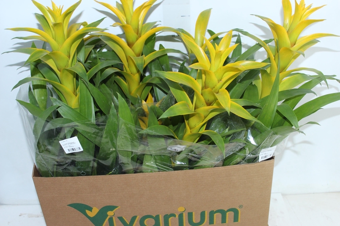 <h4>GUZMANIA AMARELA P14</h4>