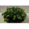 Rumex acetosa