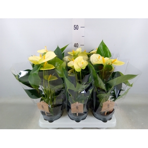 Anthurium andr. 'Vanilla'