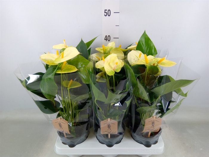 <h4>Anthurium andr. 'Vanilla'</h4>