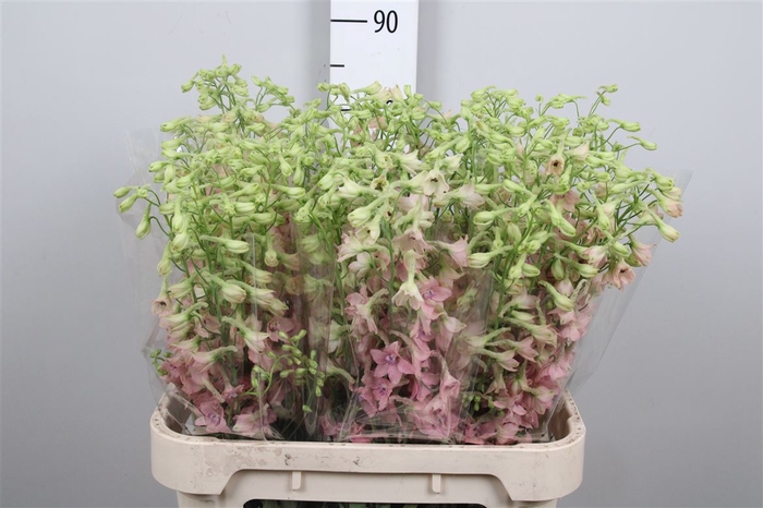 <h4>Delph En Pink Sensation</h4>