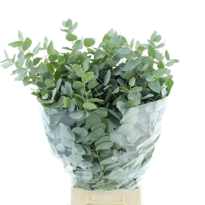 <h4>EUCALYPTUS CINEREA 200 GR.</h4>