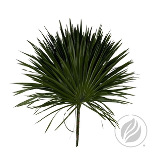 Palmetto X25