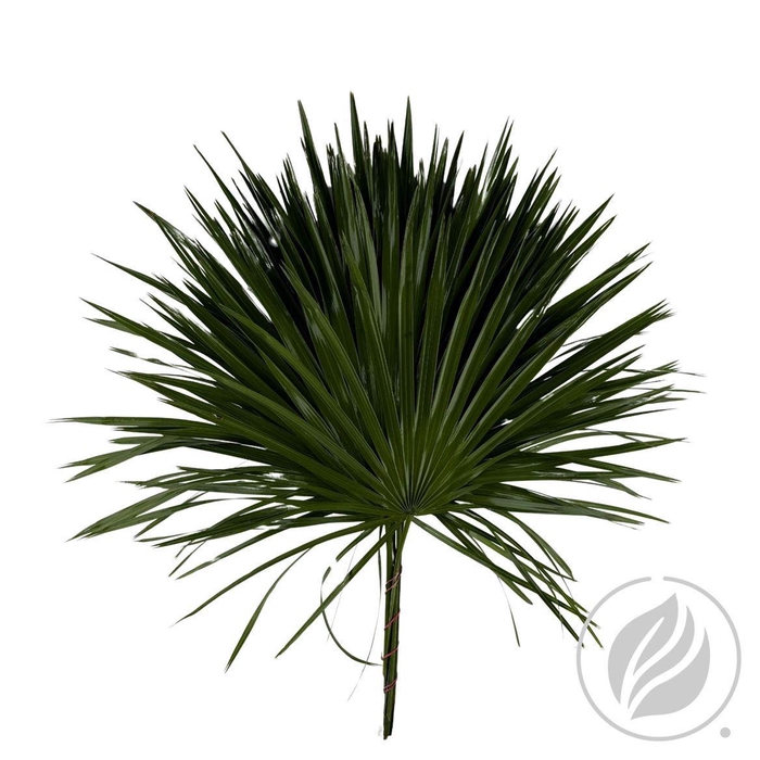<h4>Palmetto X25</h4>