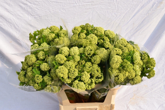 <h4>VIBURNUM ROSEUM ST</h4>