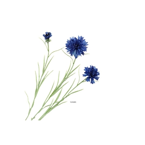 Cornflower Blue