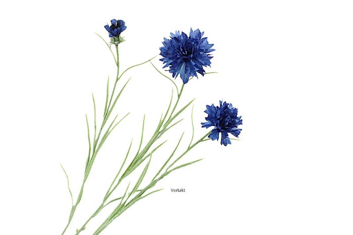 <h4>Cornflower Blue</h4>