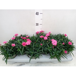 Dianthus  'Oscar Purple Wings'