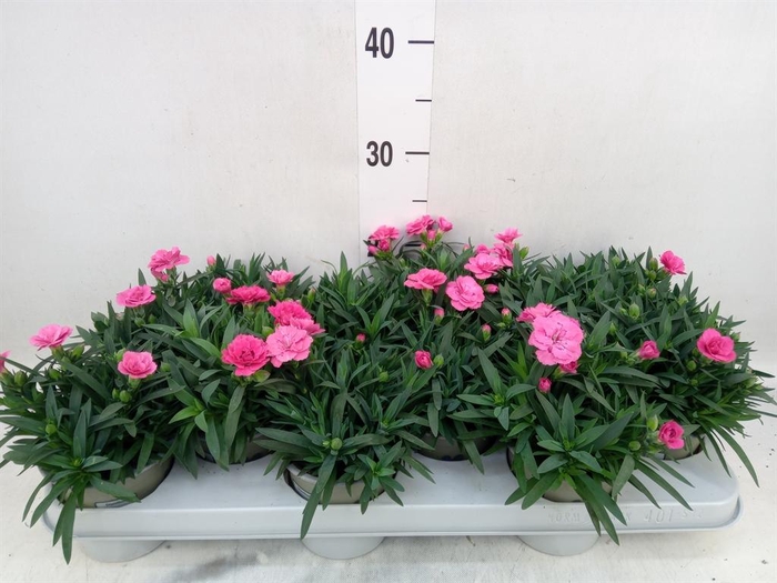 <h4>Dianthus  'Oscar Purple Wings'</h4>