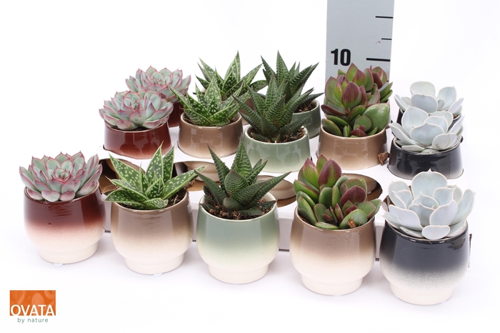 <h4>SUCC GEM 5 SRT</h4>