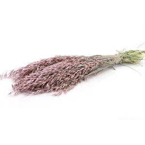 Bunch Avena Slv L60