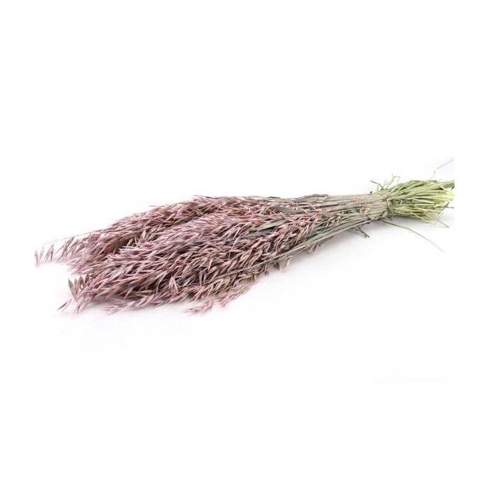 <h4>Bunch Avena Slv L60</h4>