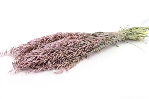 Bunch Avena Slv L60