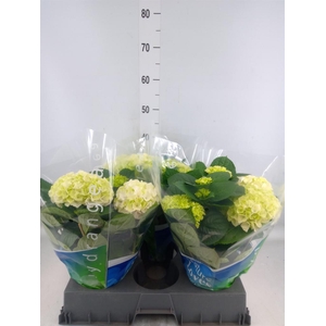 Hydrangea mac. 'Wudu'