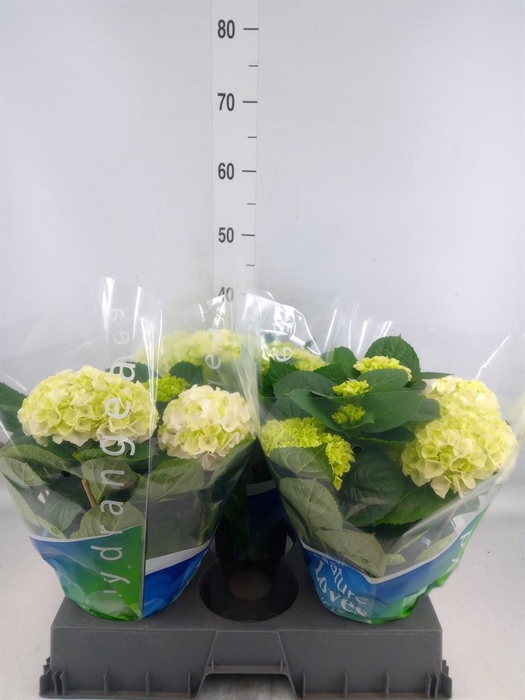 <h4>Hydrangea mac. 'Wudu'</h4>