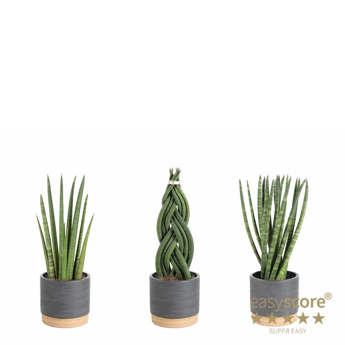 Woodbase Liqurice Crea. P11