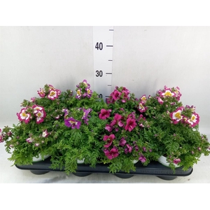 Schizanthus  'Atlantis'  .cultivars