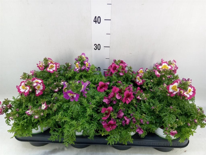 <h4>Schizanthus  'Atlantis'  .cultivars</h4>