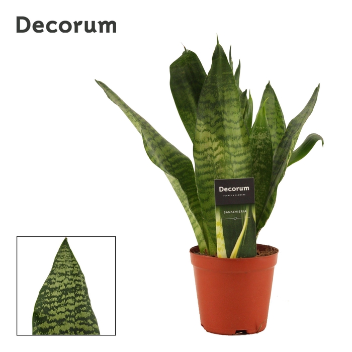 <h4>Sansevieria Super Green 12 cm (Decorum)</h4>